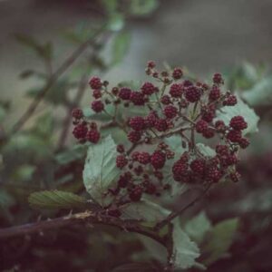 How to Make a Wild Yeast Starter Image